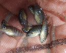 AWESOME GOLD CONVICT Amatitlania nanolutea 1.5" CENTRAL AMERICAN CICHLID