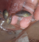 AWESOME GOLD CONVICT Amatitlania nanolutea 1.5" CENTRAL AMERICAN CICHLID