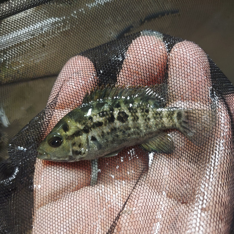 GREAT CUBAN CICHLID 1.5" (Nandopsis tetracanthus) UNSEXED