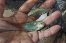1 PAIR BLUE PARADISE GOURAMI (1 MALE + 1 FEMALE)