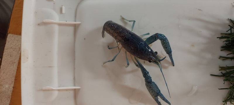 BEAUTIFUL ELECTRIC BLUE CRAYFISH MALE 1.5 to 2.0 INCHES FREE SHIPPING