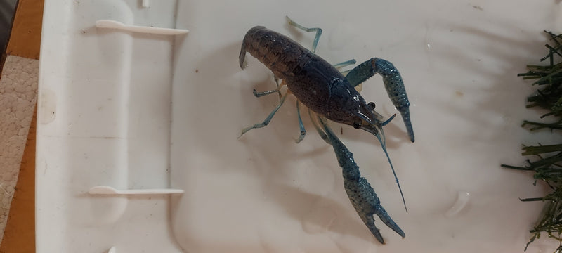 BEAUTIFUL ELECTRIC BLUE CRAYFISH MALE 1.5 to 2.0 INCHES FREE SHIPPING