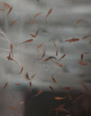 25 GUPPY FEEDER FROM 1/4 TO 3/4 INCH LIVE FOOD FOR FISH