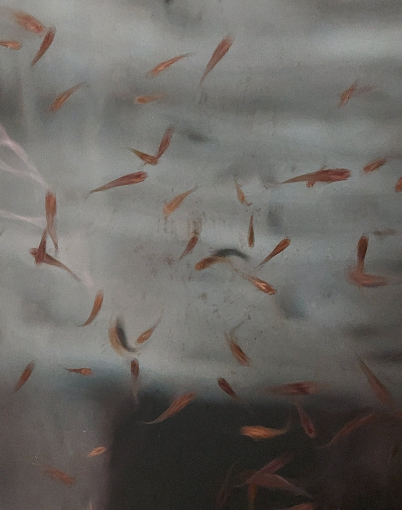 25 GUPPY FEEDER FROM 1/4 TO 3/4 INCH LIVE FOOD FOR FISH
