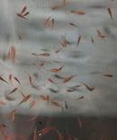 25 GUPPY FEEDER FROM 1/4 TO 3/4 INCH LIVE FOOD FOR FISH