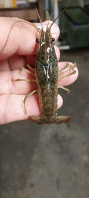 BEAUTIFUL BROWN CRAYFISH 2.5 TO 3 INCHES UNSEXED FREE SHIPPING
