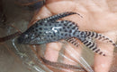 SYNODONTIS OCELLIFER 4 to 4.5"