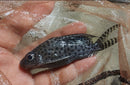 SYNODONTIS OCELLIFER 4 to 4.5"