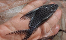 SYNODONTIS OCELLIFER 4 to 4.5"