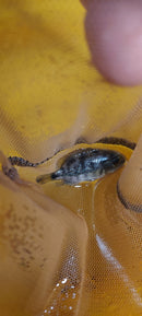 OUTSTANDING OAXACA CICHLID 1.5 to 2 INCHES   (Vieja zonatus)