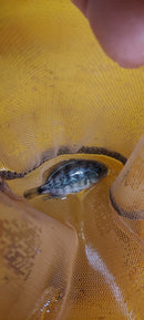 OUTSTANDING OAXACA CICHLID 1.5 to 2 INCHES   (Vieja zonatus)