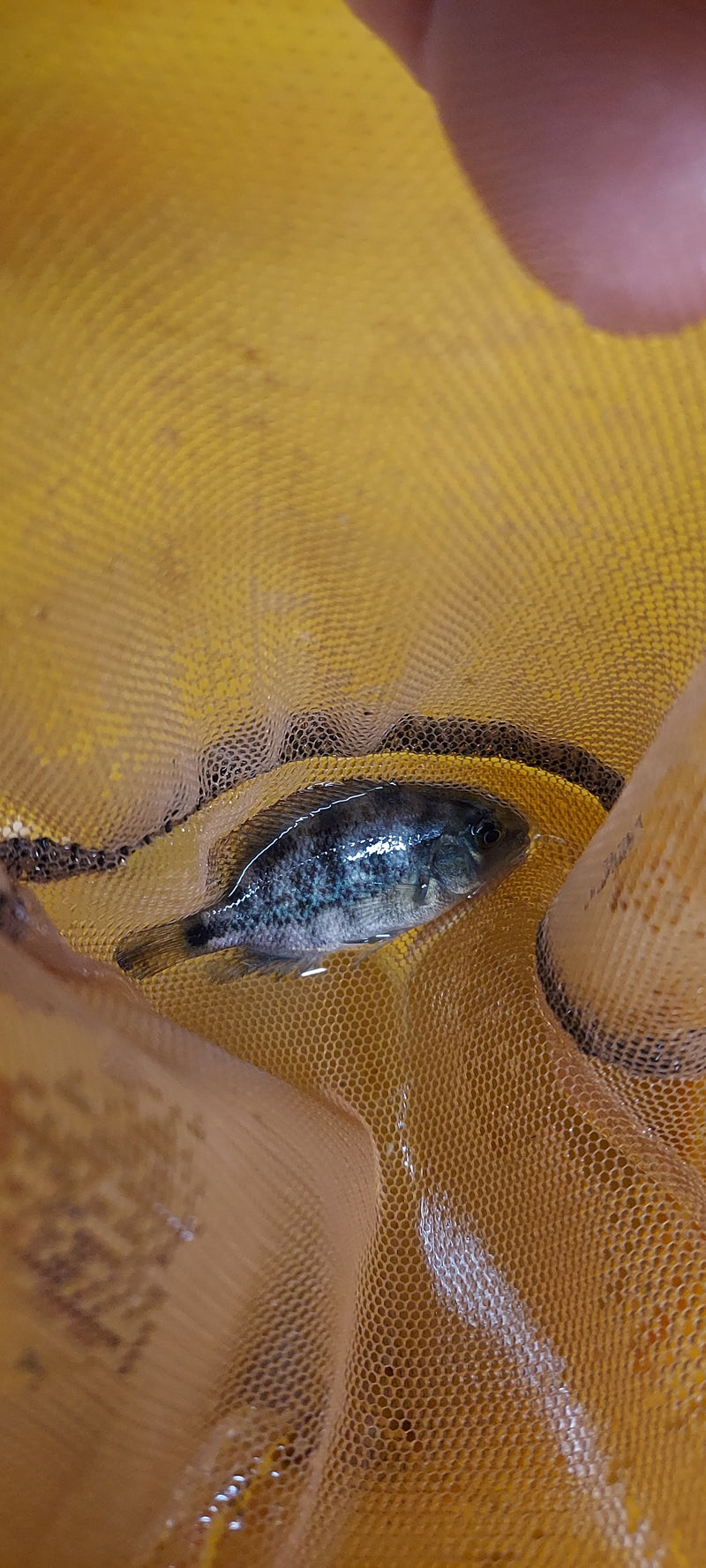 OUTSTANDING OAXACA CICHLID 1.5 to 2 INCHES   (Vieja zonatus)