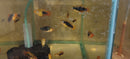 5 COLORFUL PLATY VARIATUS (Xiphophorus variatus)
