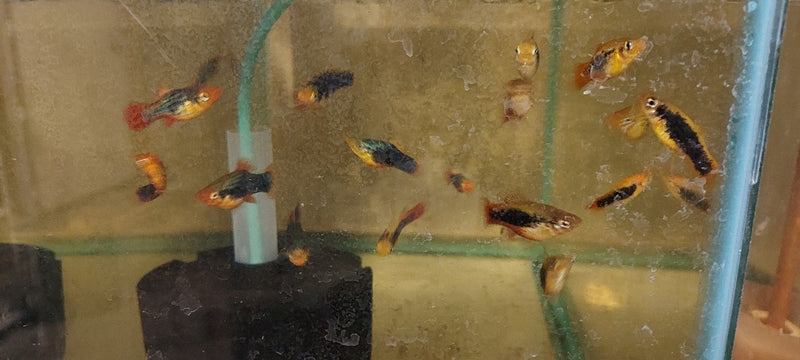 5 COLORFUL PLATY VARIATUS (Xiphophorus variatus)