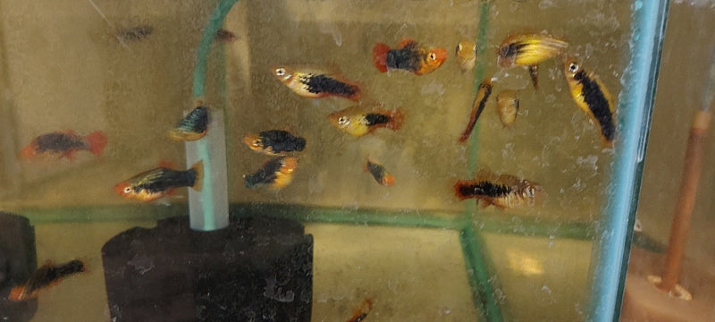 5 COLORFUL PLATY VARIATUS (Xiphophorus variatus)