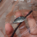 TRUE RED TERROR CICHLID 1"  (Mesoheros Festae)