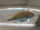 GREAT RUBY GREEN HAP AFRICAN CICHLID UNSEXED 2.5 to 3"INCH (Haplochromis, sp)