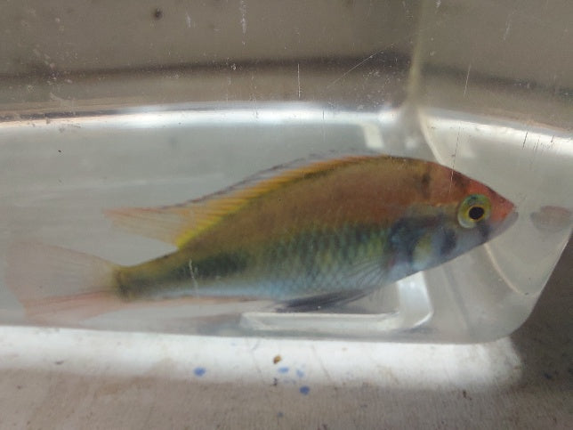 GREAT RUBY GREEN HAP AFRICAN CICHLID UNSEXED 2 INCHES (Haplochromis, sp)