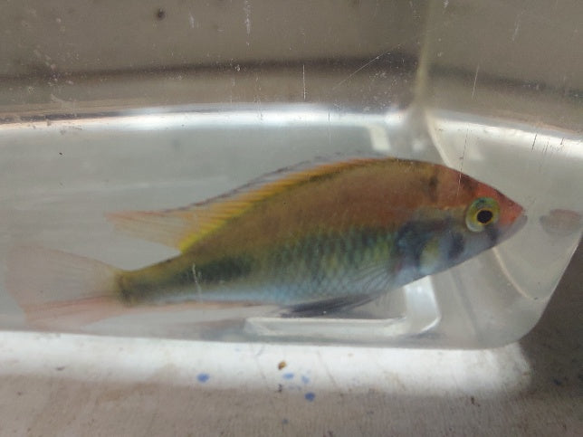 GREAT RUBY GREEN HAP AFRICAN CICHLID UNSEXED 1.5 INCHES HEAD TO TAIL (Haplochromis, sp)