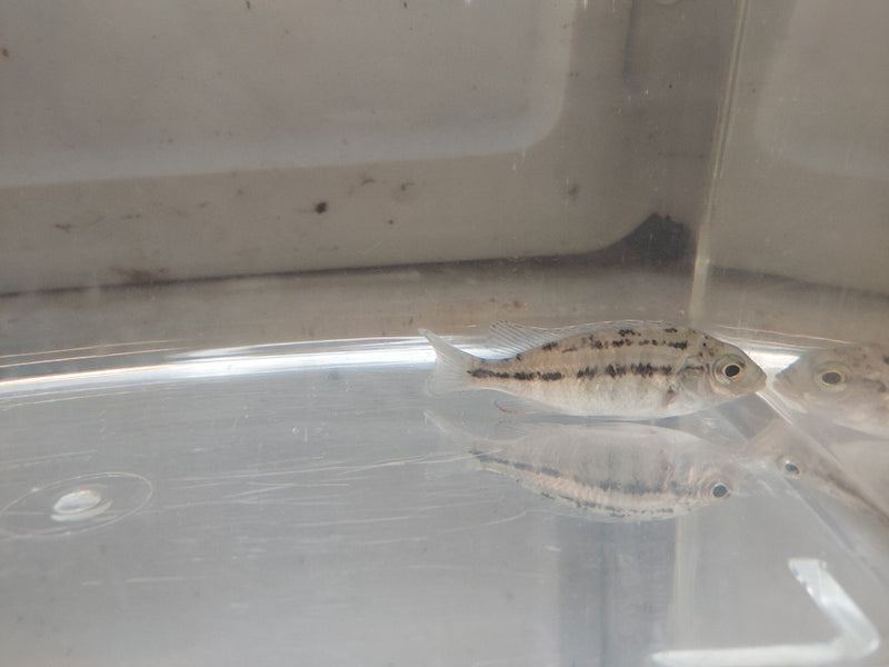 EXOTIC RED EMPRESS 2.5 INCHES UNSEXED (Protomelas taeniolatus)