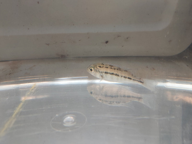 EXOTIC RED EMPRESS 2.5 INCHES UNSEXED (Protomelas taeniolatus)