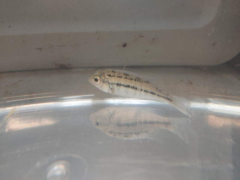 EXOTIC RED EMPRESS 2.5 INCHES UNSEXED (Protomelas taeniolatus)