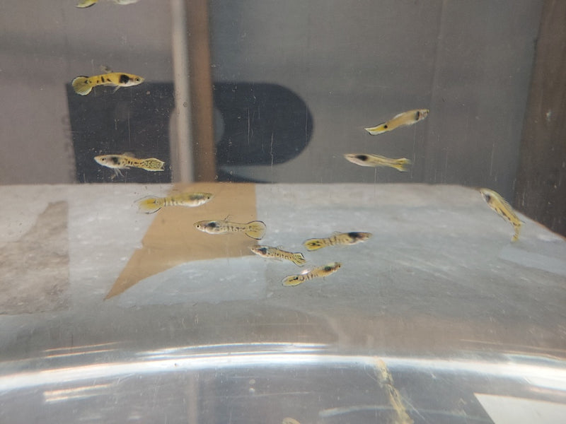 COLORFUL & CUTEST 3 MALES YELLOW TIGER ENDLERS (Poecilia wingei)