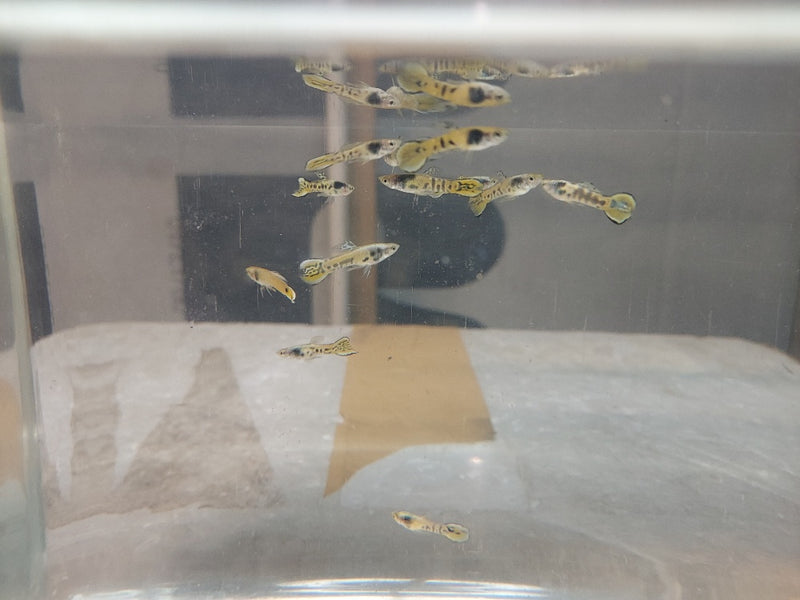 COLORFUL & CUTEST 3 MALES YELLOW TIGER ENDLERS (Poecilia wingei)
