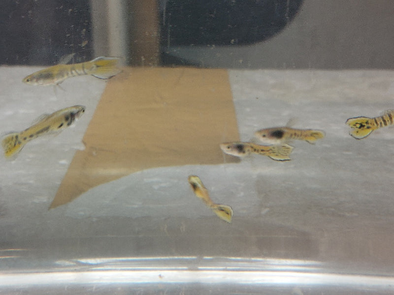 COLORFUL & CUTEST 3 MALES YELLOW TIGER ENDLERS (Poecilia wingei)