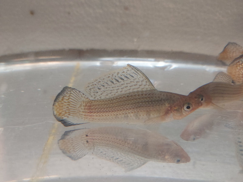 3 OUTSTANDING MEXICAN MOLLY SAILFIN UNSEXED (Poecilia latipinna)