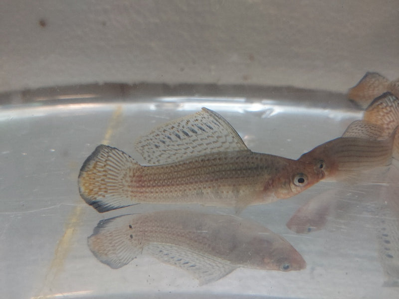 3 OUTSTANDING MEXICAN MOLLY SAILFIN UNSEXED (Poecilia latipinna)