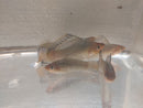 3 OUTSTANDING MEXICAN MOLLY SAILFIN UNSEXED (Poecilia latipinna)
