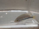 BEAUTIFUL & HEALTHY FENESTRATUS CICHLID 1.5  TO 2.0" (Vieja fenestrata)