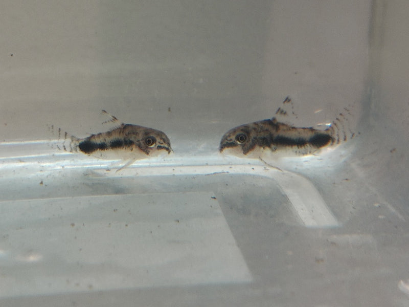 3 CUTE SALT & PEPPER CORY (Corydoras habrosus)