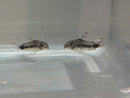 3 CUTE SALT & PEPPER CORY (Corydoras habrosus)