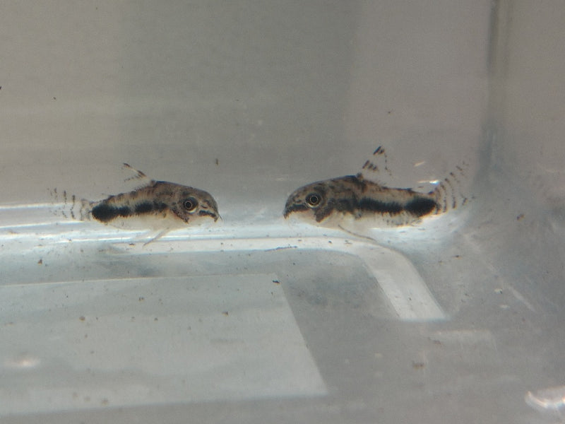3 CUTE SALT & PEPPER CORY (Corydoras habrosus)