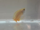 CUTE GOLD HONEY GOURAMI UNSEXED 1" (Trichogaster chuna)