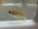 CUTE GOLD HONEY GOURAMI UNSEXED 1" (Trichogaster chuna)