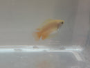 CUTE GOLD HONEY GOURAMI UNSEXED 1" (Trichogaster chuna)