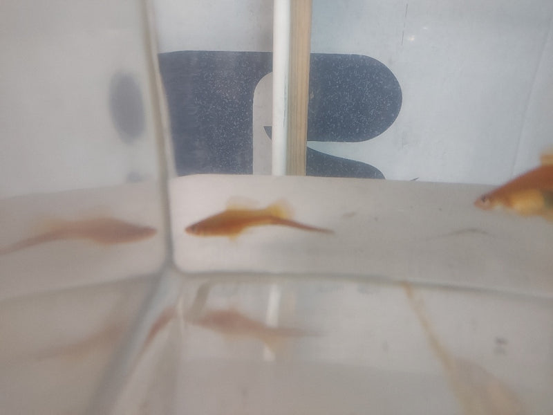 3 BEAUTIFUL BRICK SWORDTAIL 1 MALE 2 FEMALE (Xiphophorus hellerii)