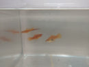 3 BEAUTIFUL BRICK SWORDTAIL 1 MALE 2 FEMALE (Xiphophorus hellerii)