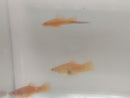 3 BEAUTIFUL BRICK SWORDTAIL 1 MALE 2 FEMALE (Xiphophorus hellerii)