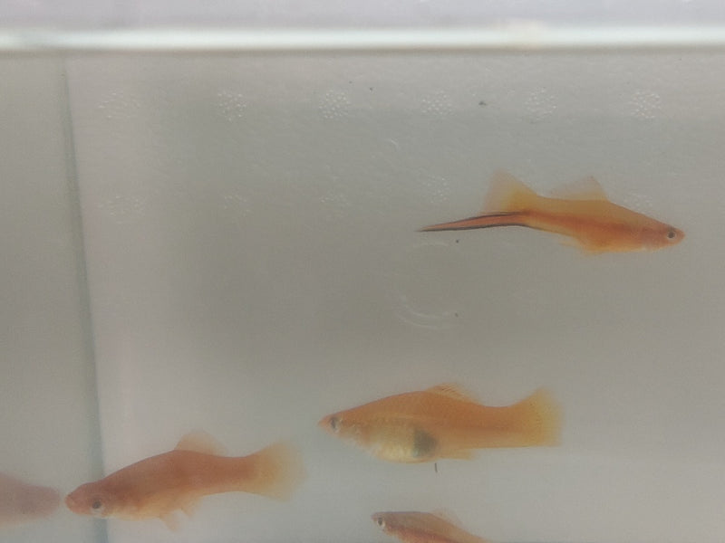 3 BEAUTIFUL BRICK SWORDTAIL 1 MALE 2 FEMALE (Xiphophorus hellerii)
