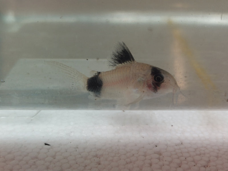 2 BEAUTIFUL PANDA CORY (Corydoras panda)