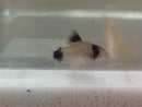 2 BEAUTIFUL PANDA CORY 1" (Corydoras panda)