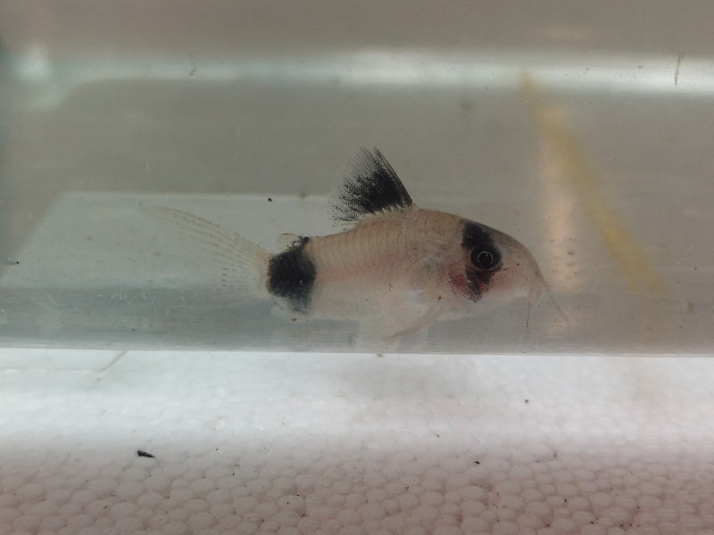 2 BEAUTIFUL PANDA CORY (Corydoras panda)