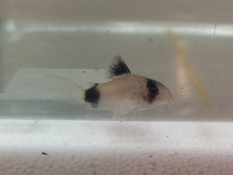 2 BEAUTIFUL PANDA CORY (Corydoras panda)