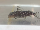GREAT SYNODONTIS ANGELICUS CATFISH 2.25 TO 2.5 INCHES (Synodontis angelicus)