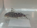 GREAT SYNODONTIS ANGELICUS CATFISH 2.25 TO 2.5 INCHES (Synodontis angelicus)