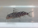 GREAT SYNODONTIS ANGELICUS CATFISH 2.25 TO 2.5 INCHES (Synodontis angelicus)